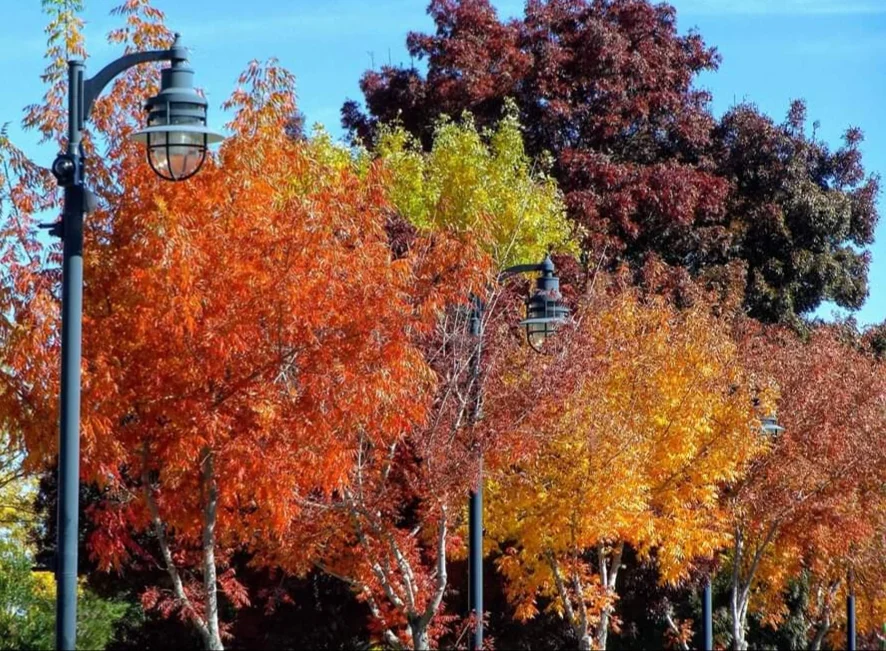Manicured City Tree Line