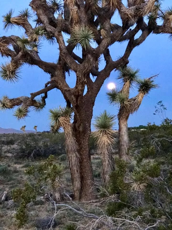 Joshua Tree - Native to the Antelope Valley