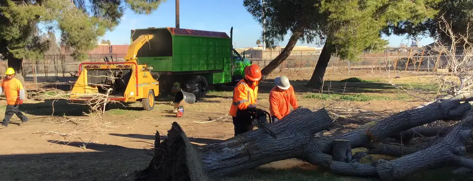 Tree removal