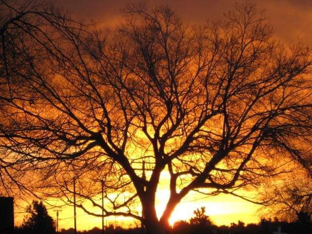 Sunset with beautiful tree