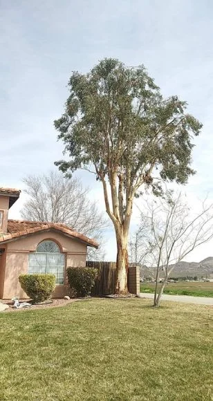 Tree service work